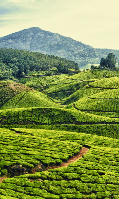 Плантации в Индии обои