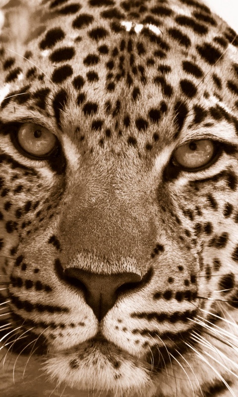 Взгляд хищника обои