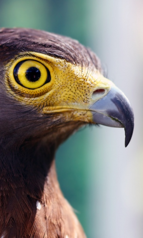 Взгляд орла обои