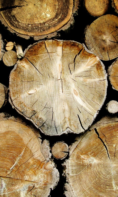 Древесный спил обои