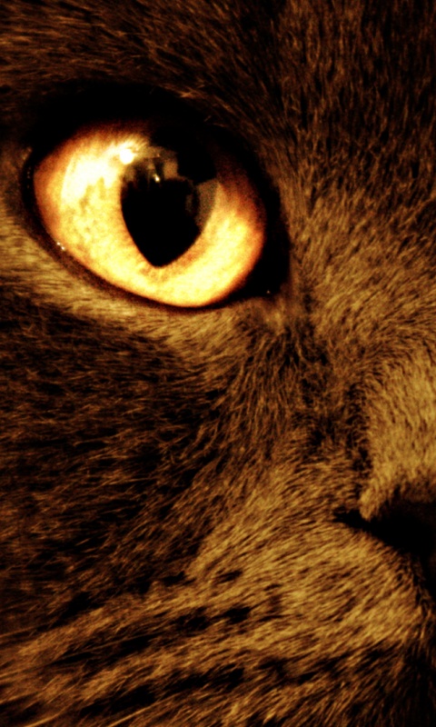 Черный кот с оранжевыми глазами обои