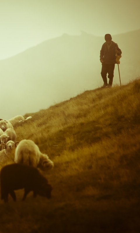 Пастух и стадо обои