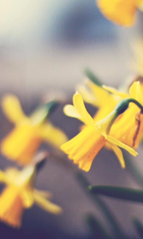 Нарциссы обои