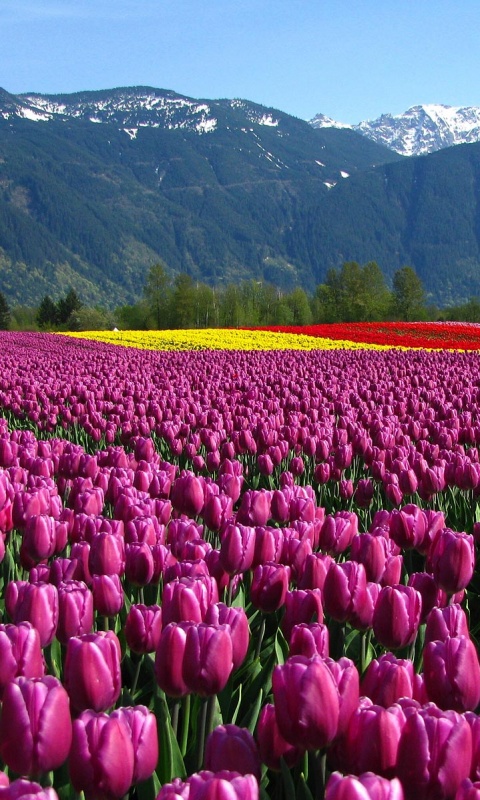Поле тюльпанов обои