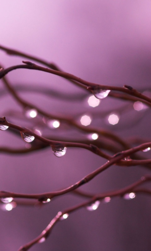 Капли на ветке обои