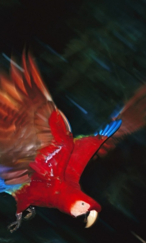 Рисованный ара обои