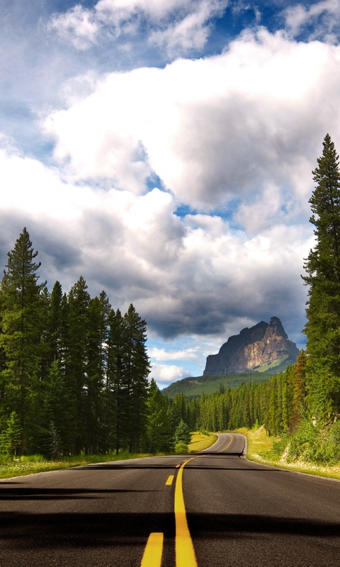 Красивая лесная дорога обои