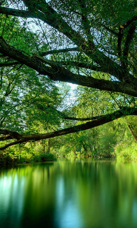 Спокойная лесная река обои