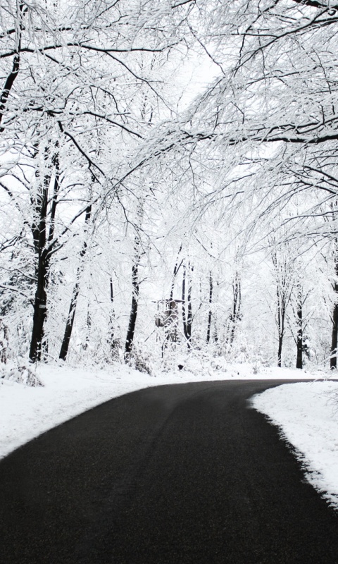 Дорога в зимнем лесу обои