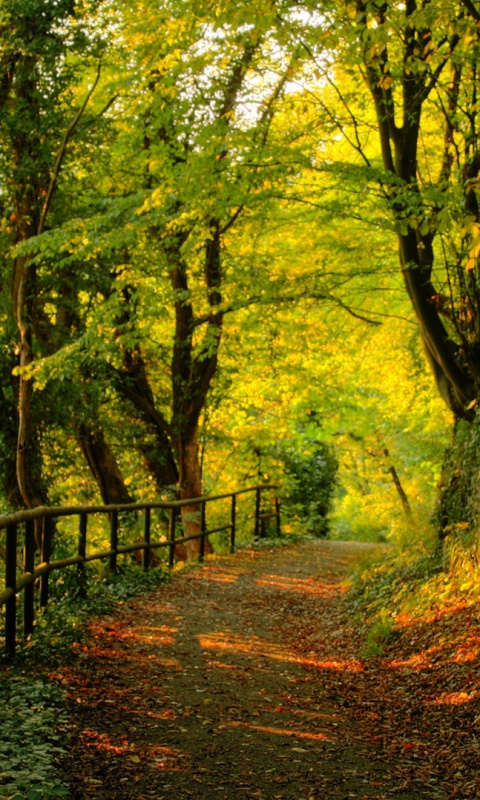 Лесная дорожка обои