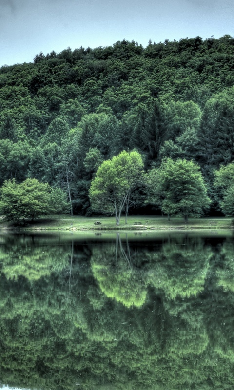 Лесной берег обои