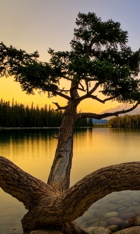 Дерево у горного озера обои