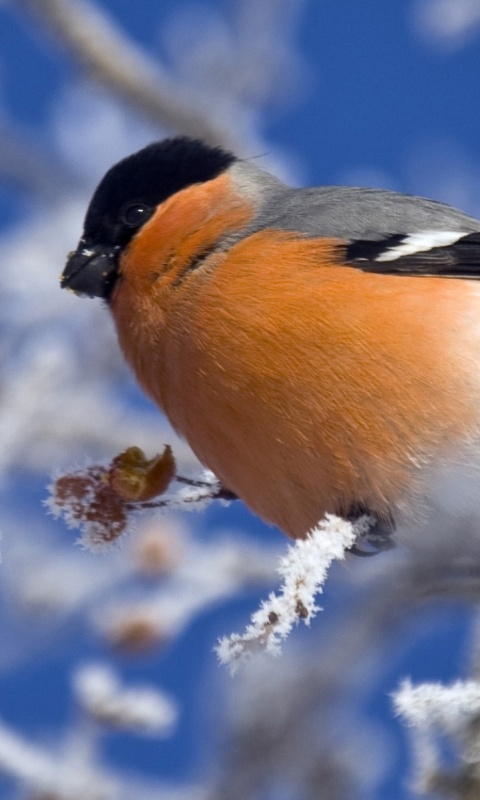 Снегирь на ветке обои