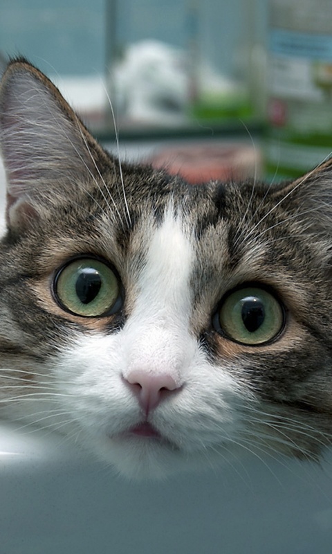 Кошак выглядывает из раковины обои