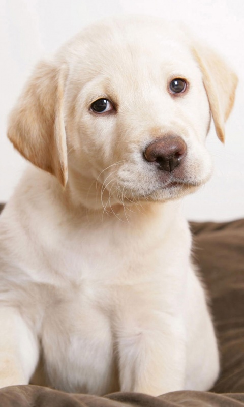 Маленький щеночек обои