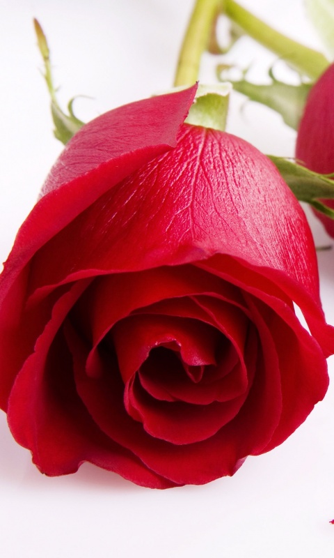 Две красные розы обои