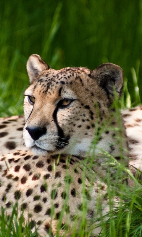 Два изящных гепард в природе обои