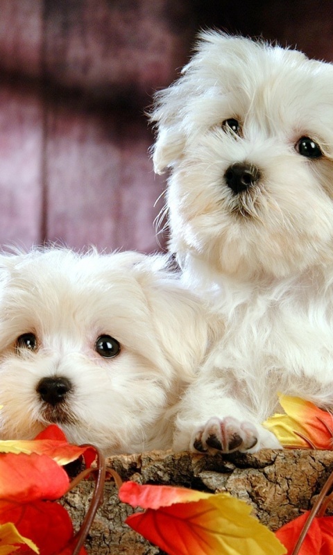 Два белых и пушистых пёсика  обои