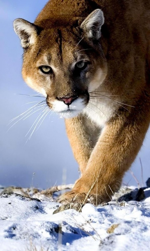 Пума с грозным взглядом обои