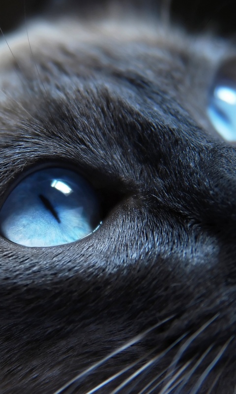 Кот с голубыми глазами обои
