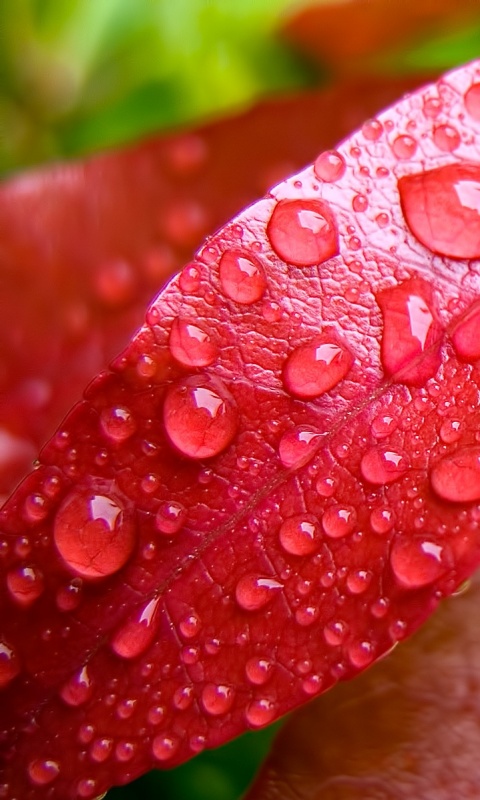 Капли росы на красных листьях обои