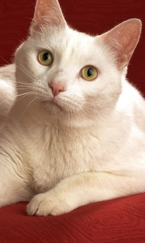 Белой кот на красном диване обои