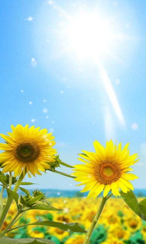 Подсолнухи не смотрят на солнце обои