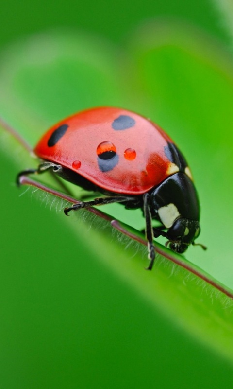 Божья коровка обои