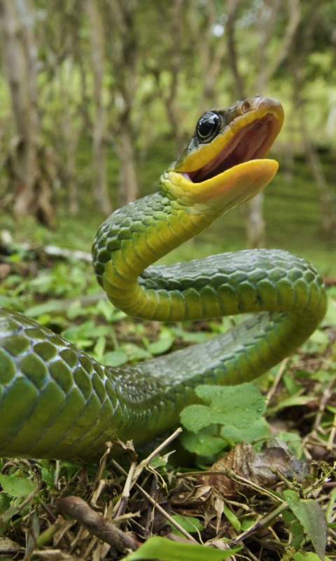 Зелёная змея обои