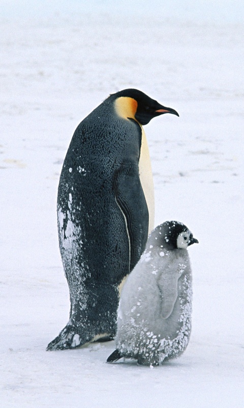 Пингвин с птенцом обои