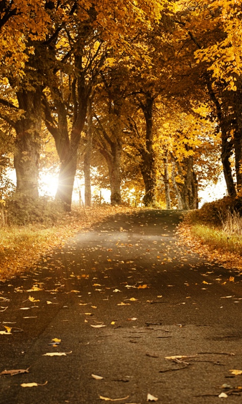 Дорога в осеннем парке обои