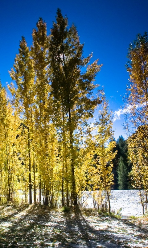 Осень в Новой Зеландии обои