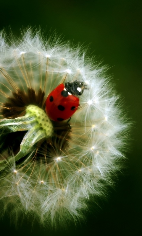 Божья коровка на одуванчике обои