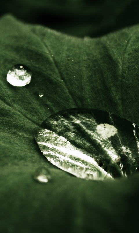Капля в листе обои