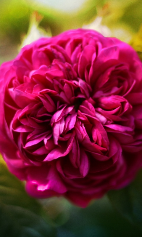 Клевер крупным планом обои