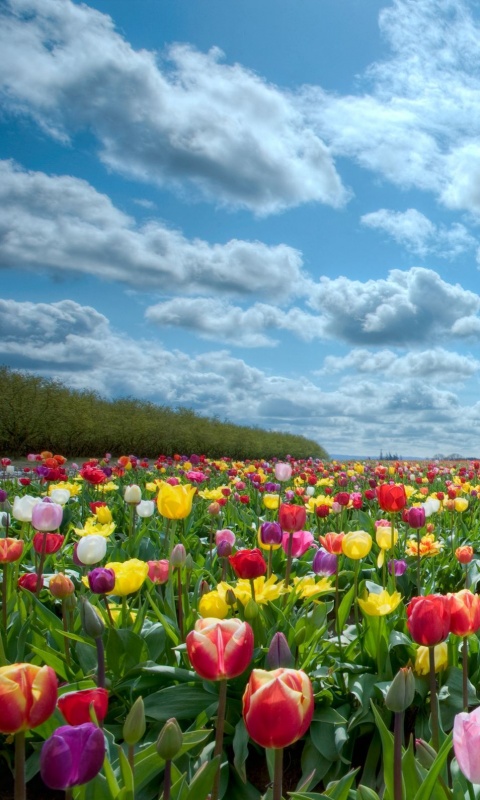 Поле тюльпанов обои