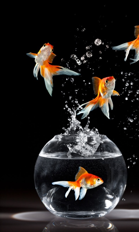 Аквариумы жонглируют рыбами обои