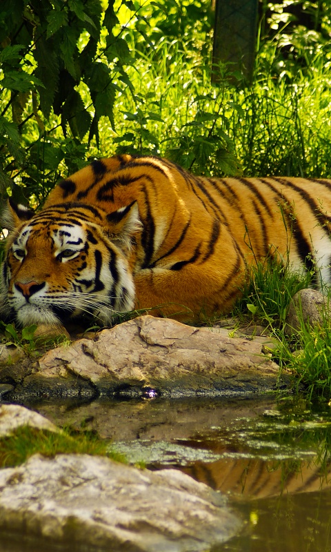 Тигр отдыхает обои