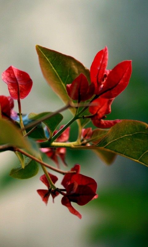 Разноцветные листья обои