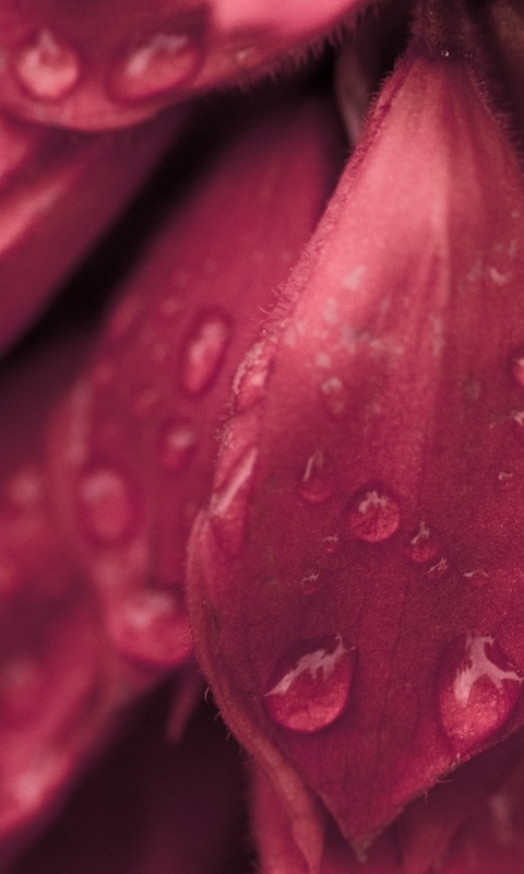 Лепестки обои