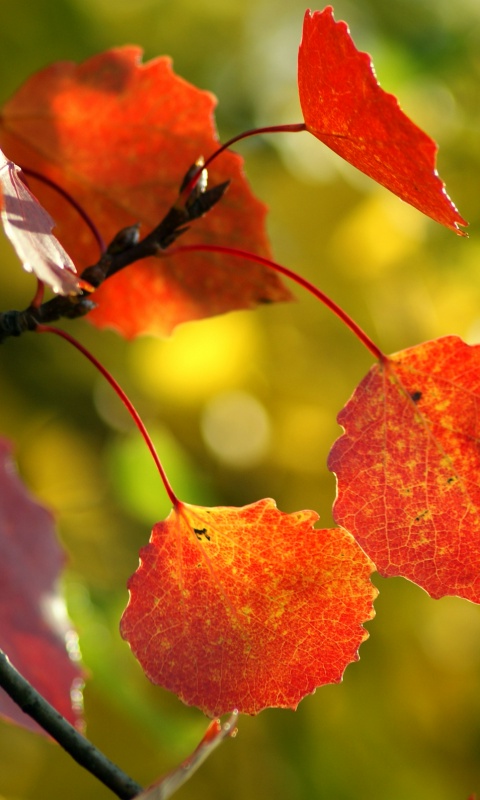 Красные листья обои
