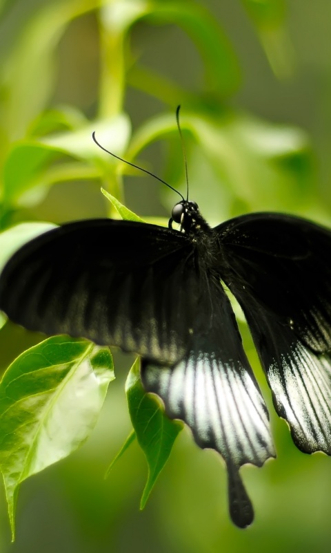 Бабочка с чёрно-белыми крыльями обои