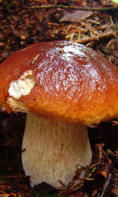 Белый гриб обои