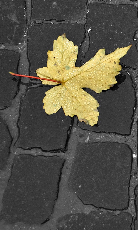 Упавший лист на мостовой обои