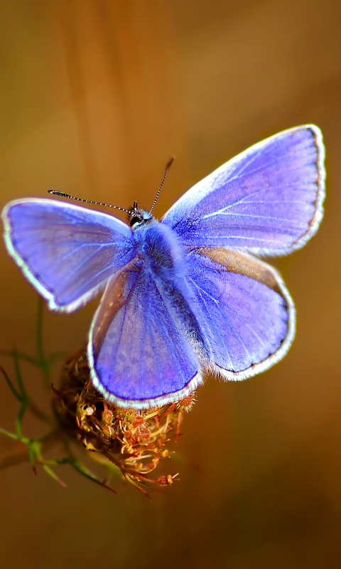 Бабочка с фиолетовыми крыльями обои