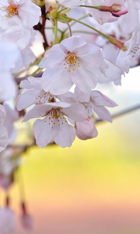 Цветение вишни обои