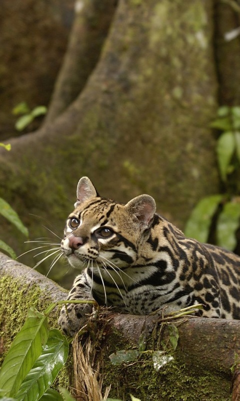 Оцелот обои