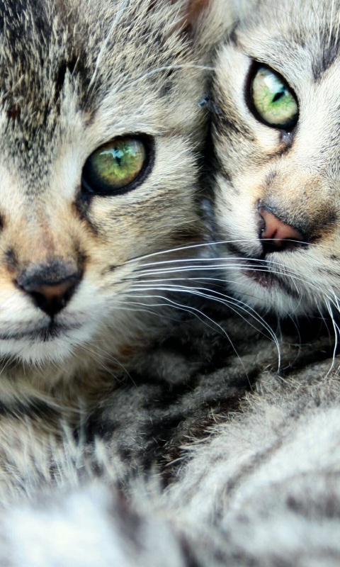 Котята в обнимку обои