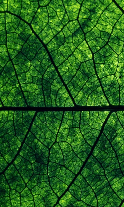 Свечение зеленого листа в макро обои
