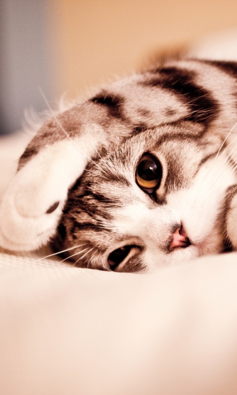 Прикольный кошак обои